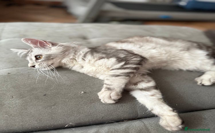 Maine Coon gatti a Città metropolitana di Roma Capitale - Annuncio 17