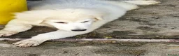 Pastore Abbruzzese Maremmano cani in vendita: Disponibili cuccioli di pastore maremmanoabruzzese - Annuncio 15