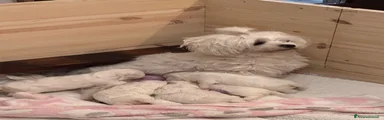 Maltese 1