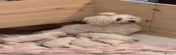 Maltese cani in vendita: Cucciolo di maltese - Annuncio 2
