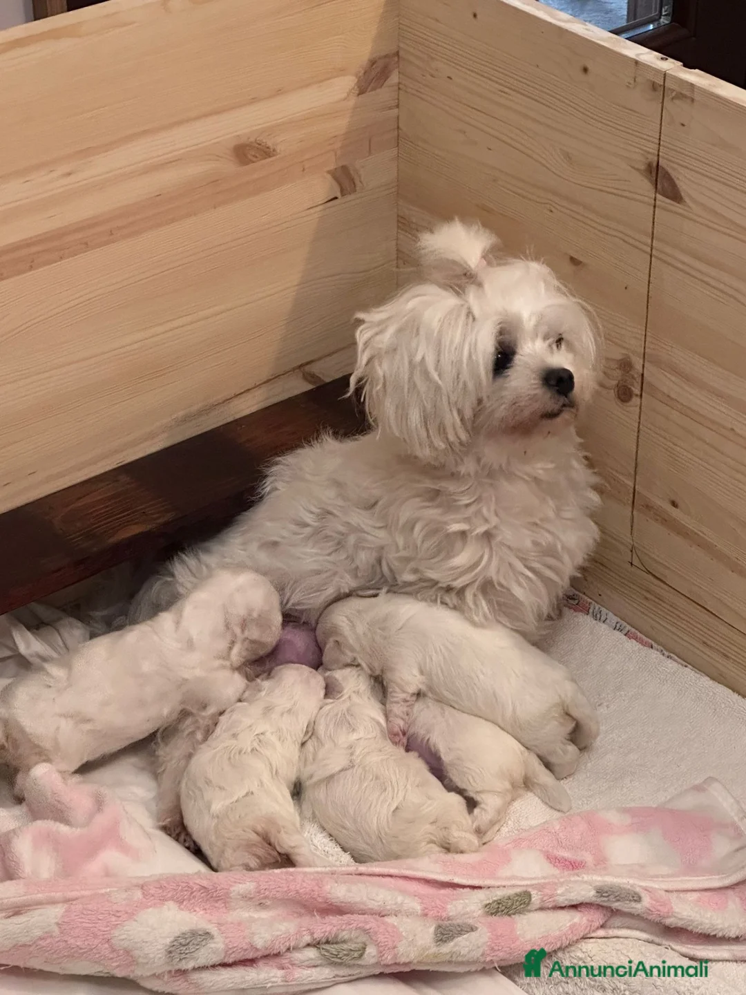 Maltese cani in vendita: Cucciolo di maltese - Annuncio 2