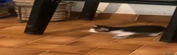 Meticcio gatti in regalo: GATTINI DOLCISSIMI a Città Metropolitana di Genova - Annuncio 12