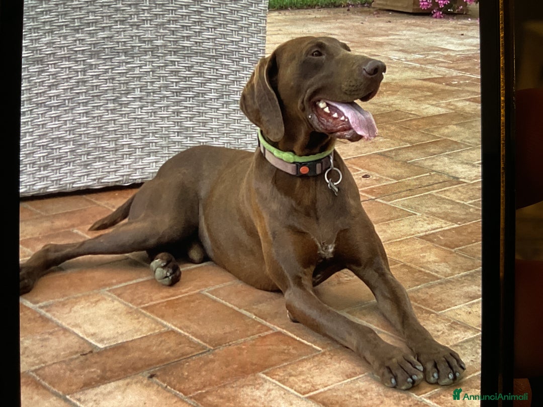 Immagine della galleria {{count}}