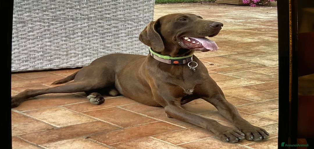 Immagine della galleria {{count}}