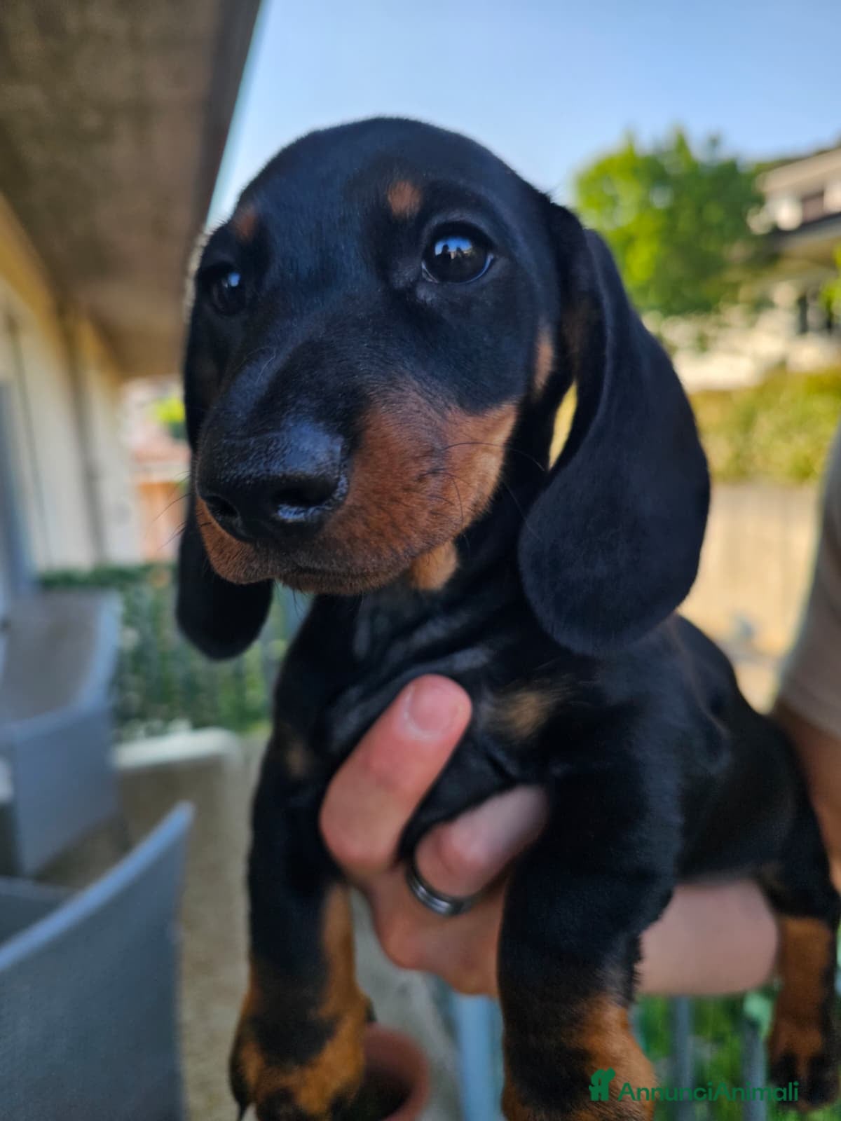 Bassotto cani in vendita: Bassotti nani - Annuncio 8