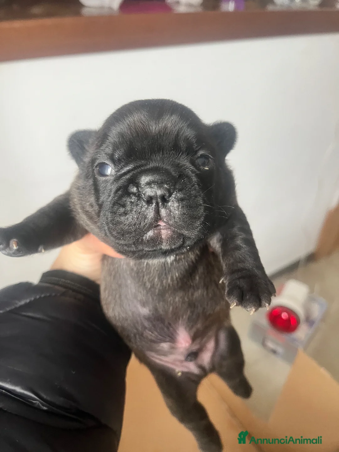 Bulldog Francese cani in vendita: Bulldog francese  a Città metropolitana di Sassari - Annuncio 9