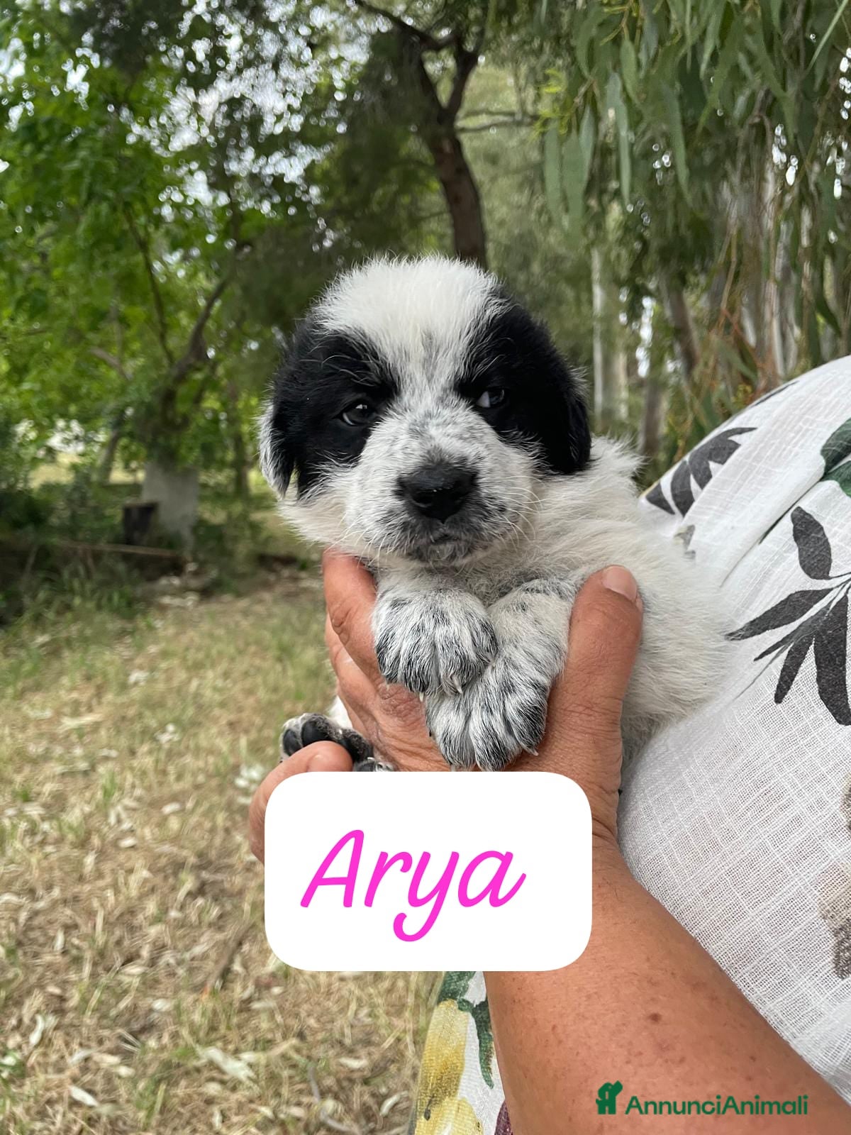 Meticcio cani Aria Maya e Zoe cucciole taglia grande  - Annuncio 34