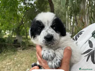 Meticcio cani Aria Maya e Zoe cucciole taglia grande - Annuncio 34