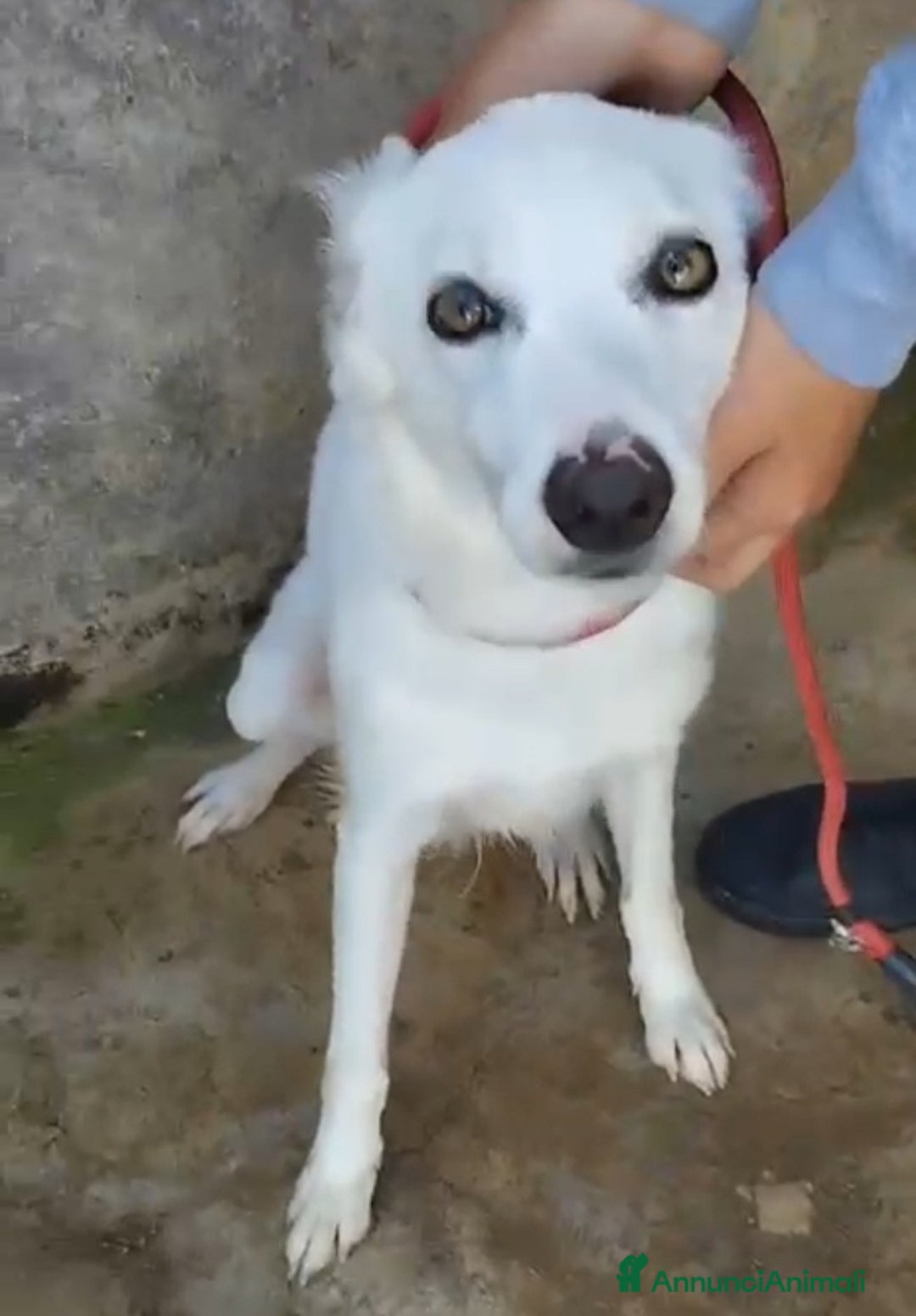 Meticcio cani in regalo: Bianca e grandi occhioni..torna in strada!PALERM0 a Città metropolitana di Milano - Annuncio 1