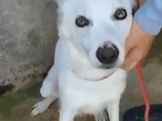 Meticcio cani Bianca e grandi occhioni..torna in strada!PALERM0 a Città metropolitana di Milano - Annuncio 34