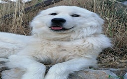 Pastore Maremmano cani in vendita: cuccioli maremmano abruzzese puri - Immagine 7