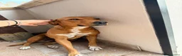 Meticcio cani in regalo:  Luna - Annuncio 2