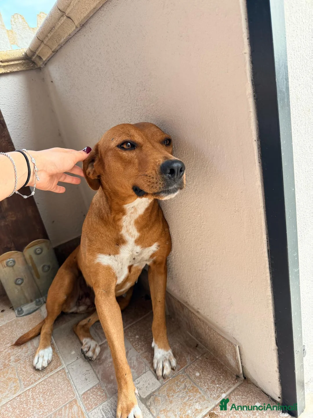 Meticcio cani in regalo:  Luna - Annuncio 2