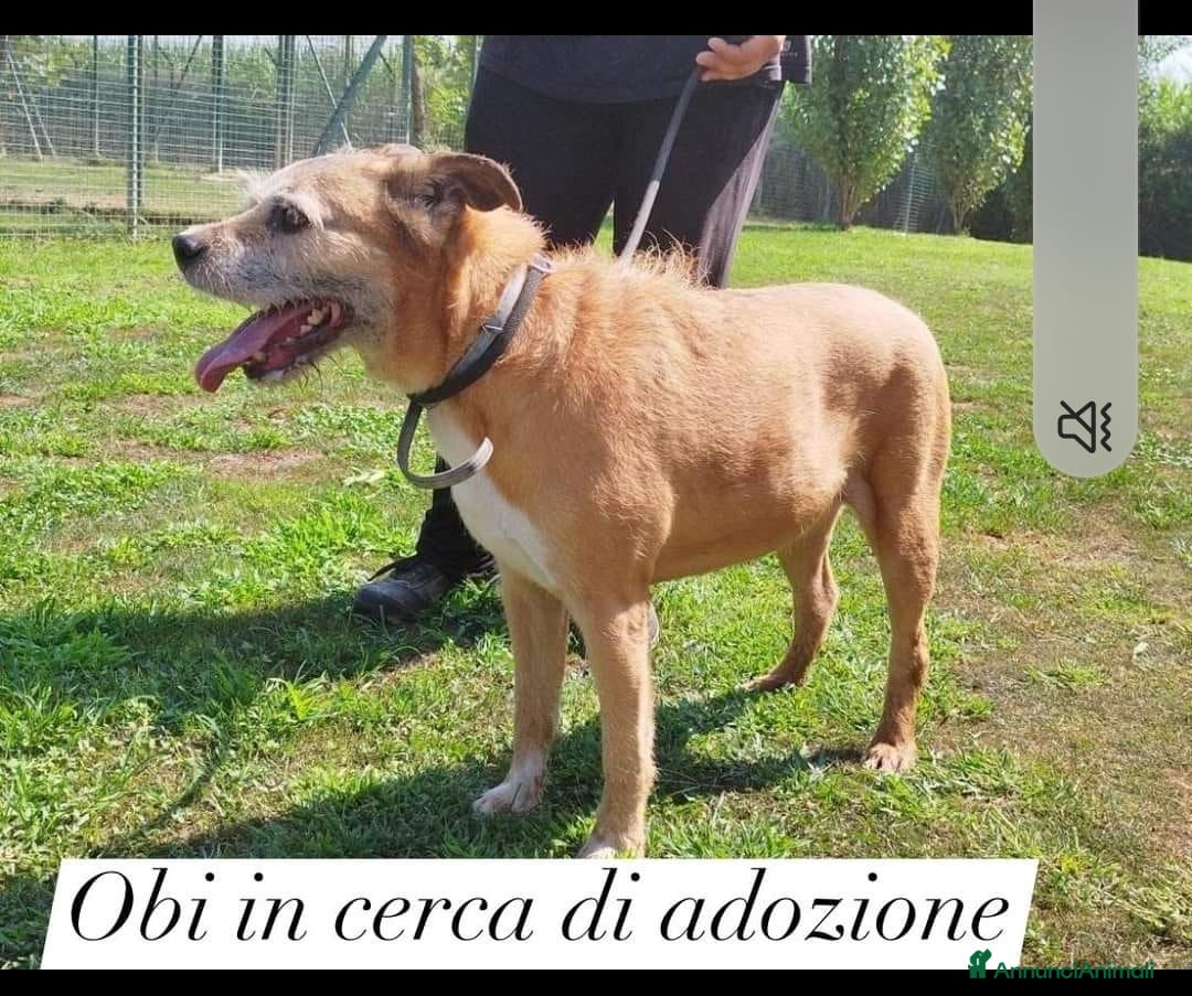 Meticcio cani in regalo: 9anni ha vegliato il padrone deceduto in casaPAVIA a Città metropolitana di Milano - Annuncio 2