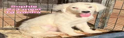 Meticcio cani in regalo: TROPPI CUCCIOLI IN RIFUGIO  a Provincia di Verona - Annuncio 10