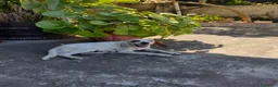 Setter Inglese cani in regalo: Splendido Setter inglese di 4 anni (Catania) - Annuncio 1