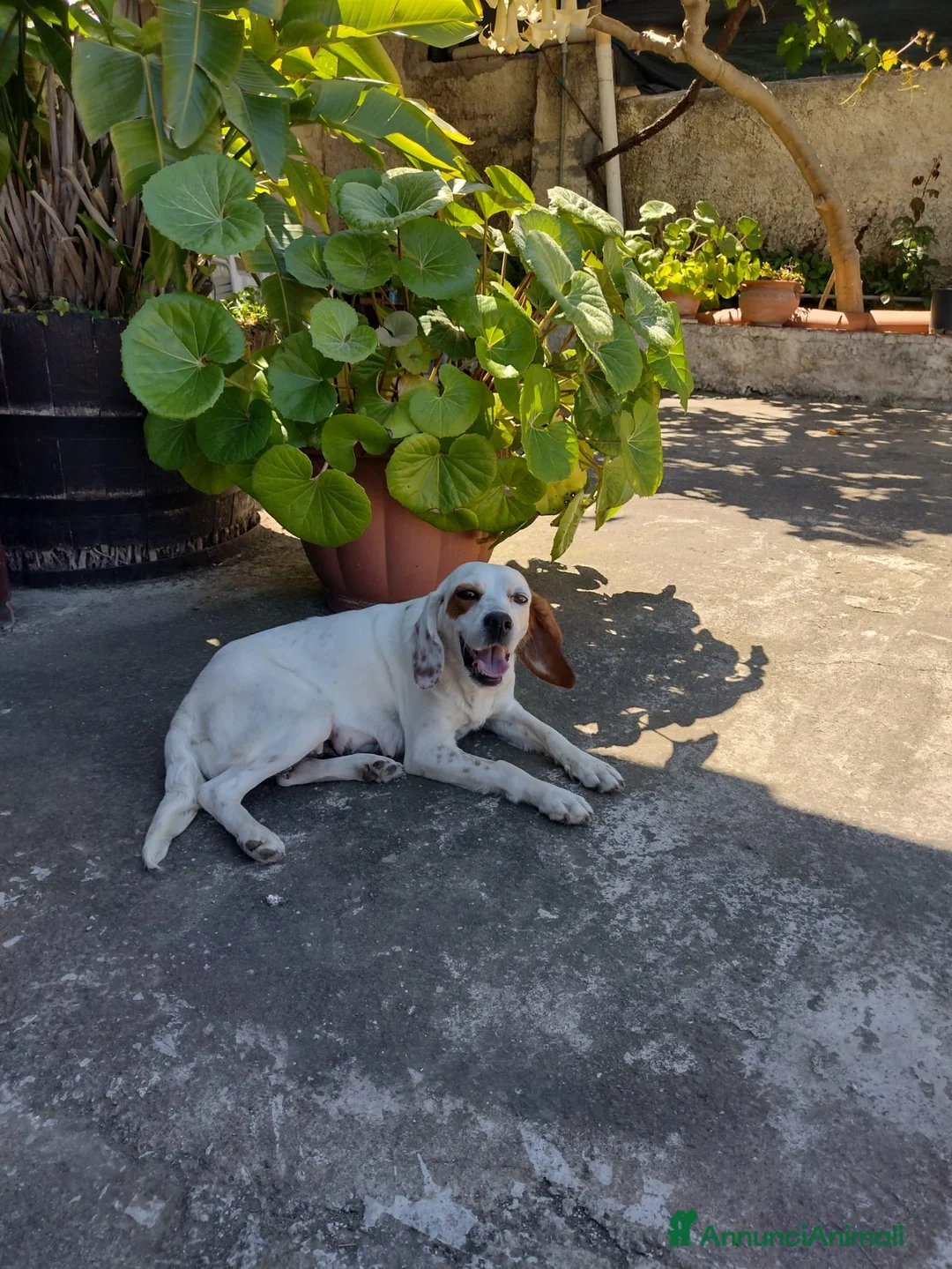 Setter Inglese cani in regalo: Splendido Setter inglese di 4 anni (Catania) - Annuncio 1