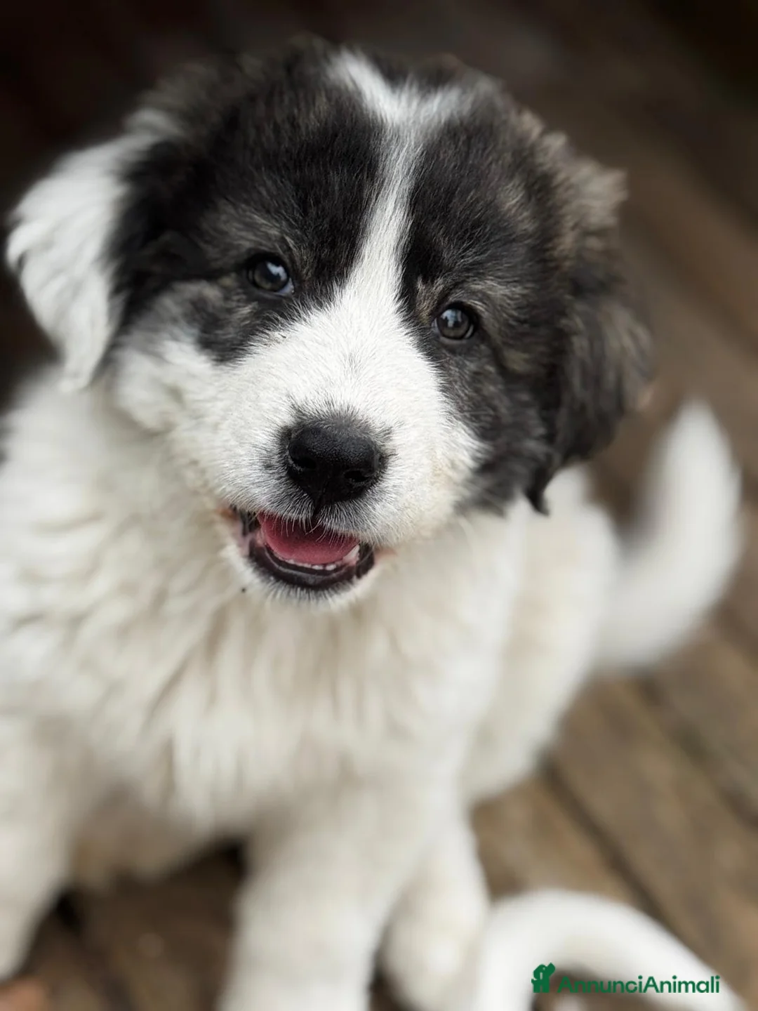 Meticcio cani in regalo: Missy a Provincia di Lecco - Annuncio 2