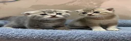 British gatti in vendita: Scottish fold sthrait  - Annuncio 3