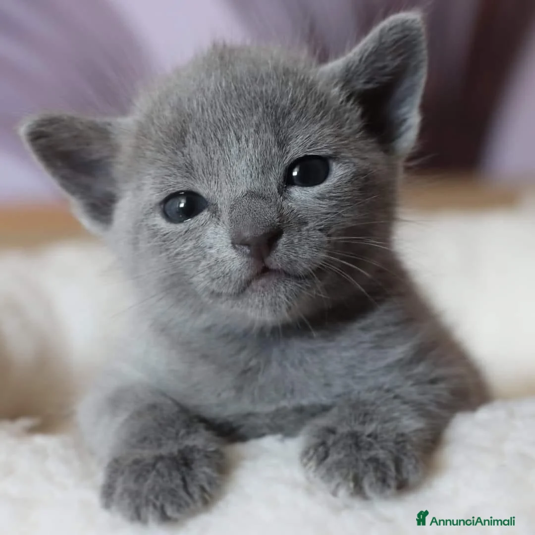 Certosino gatti in vendita: Certosino Cuccioli - Annuncio 5