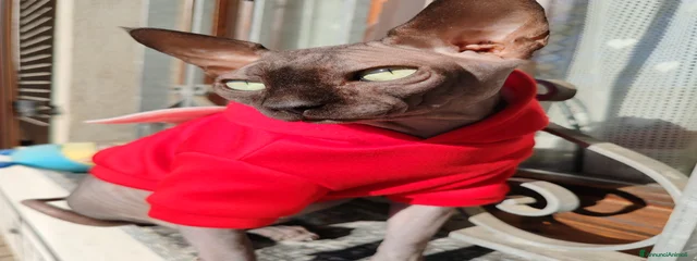 Cariddi 