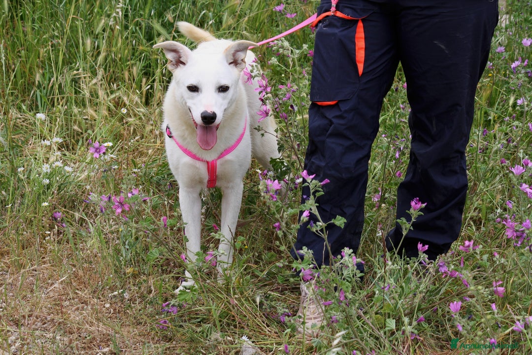 Meticcio cani in regalo: Gioia in adozione - Annuncio 5