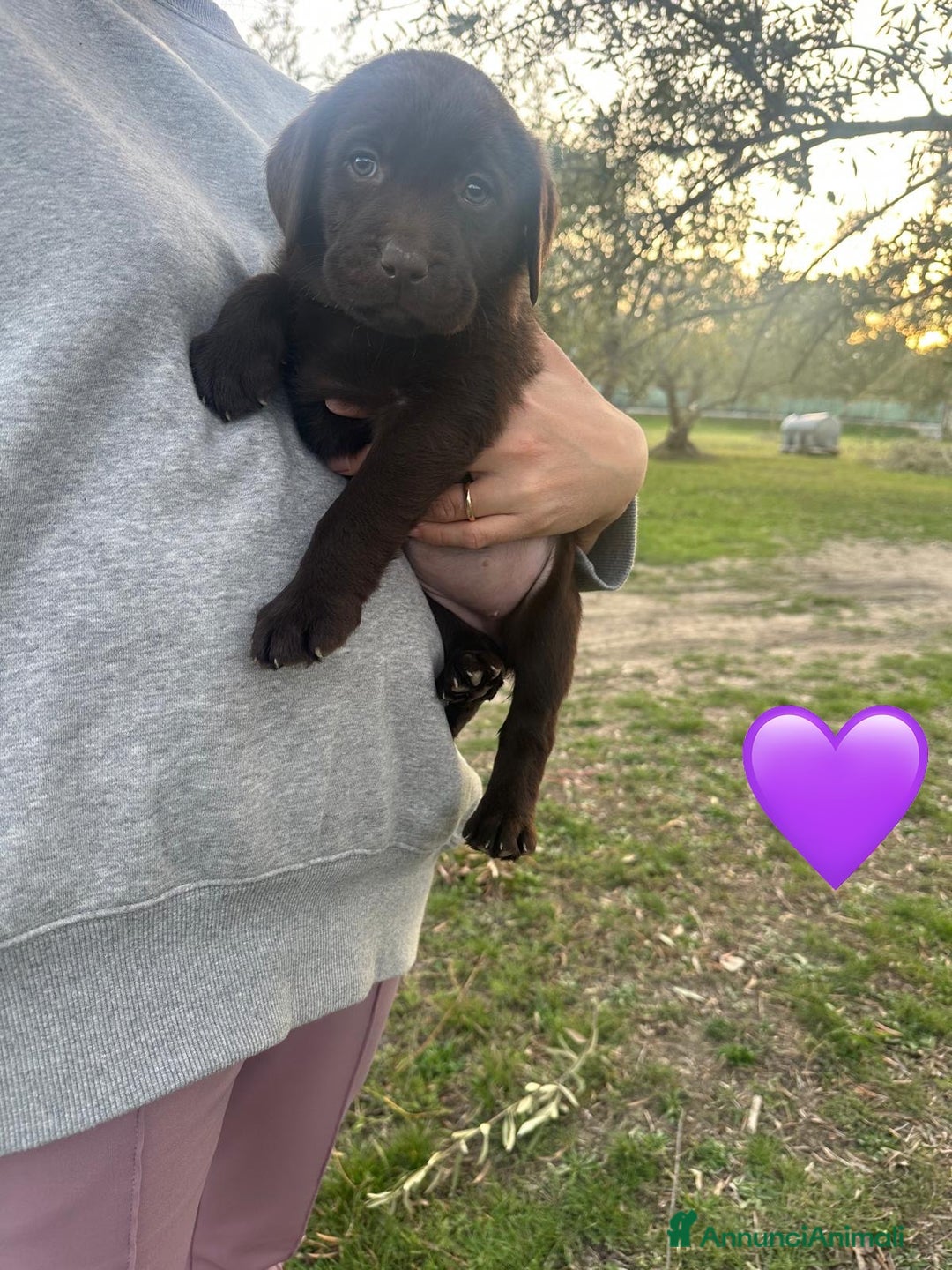 Labrador cani in vendita: Cuccioli Labrador chocolate - Annuncio 4