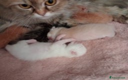 Scottish gatti in vendita: Gattini Scottish Straight  a Provincia di Modena - Immagine 37