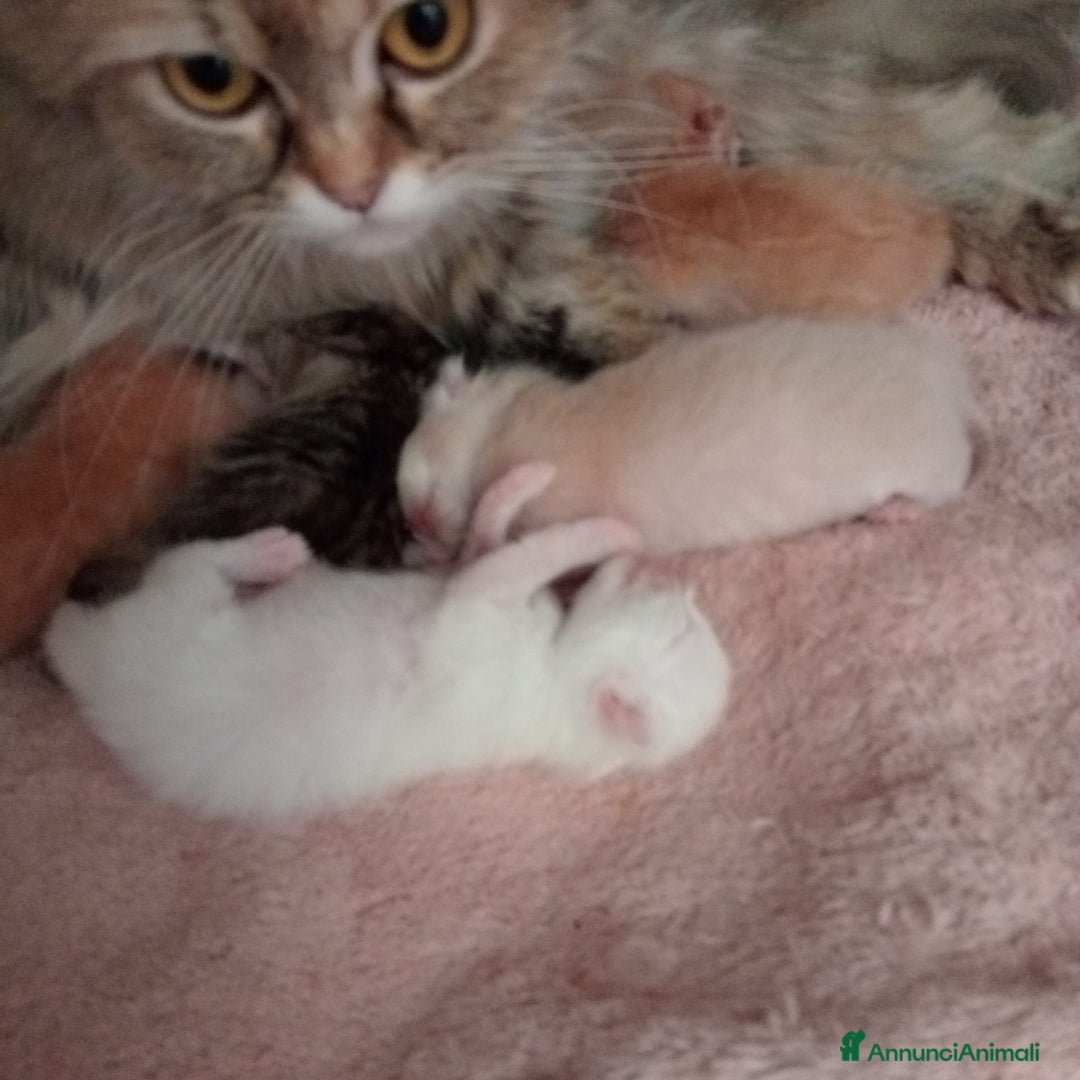 Scottish gatti in vendita: Gattini Scottish Straight  a Provincia di Modena - Immagine 37