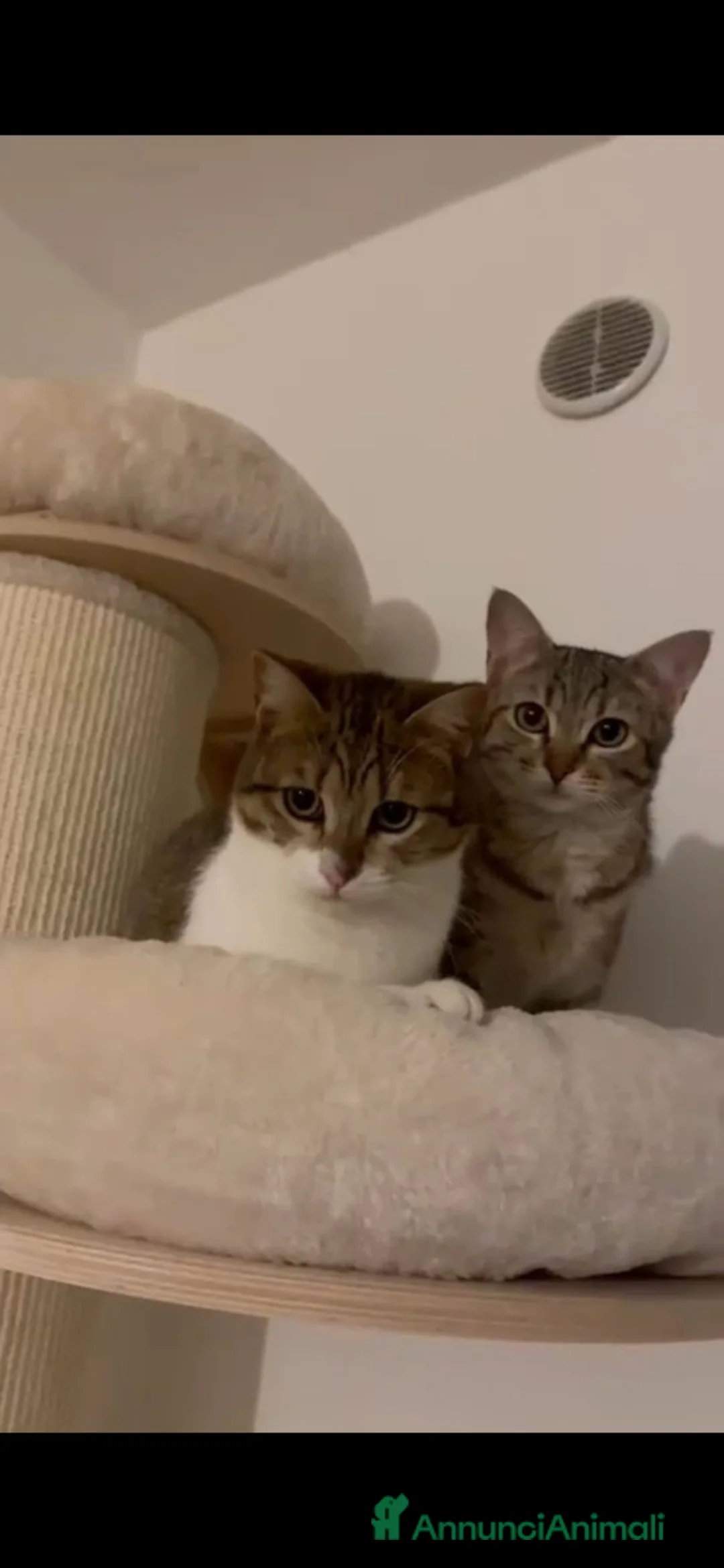 Altre razze gatti in regalo: GATTINE DATE VIA DALLA LORO FAMIGLIA  a Provincia di Pistoia - Annuncio 4