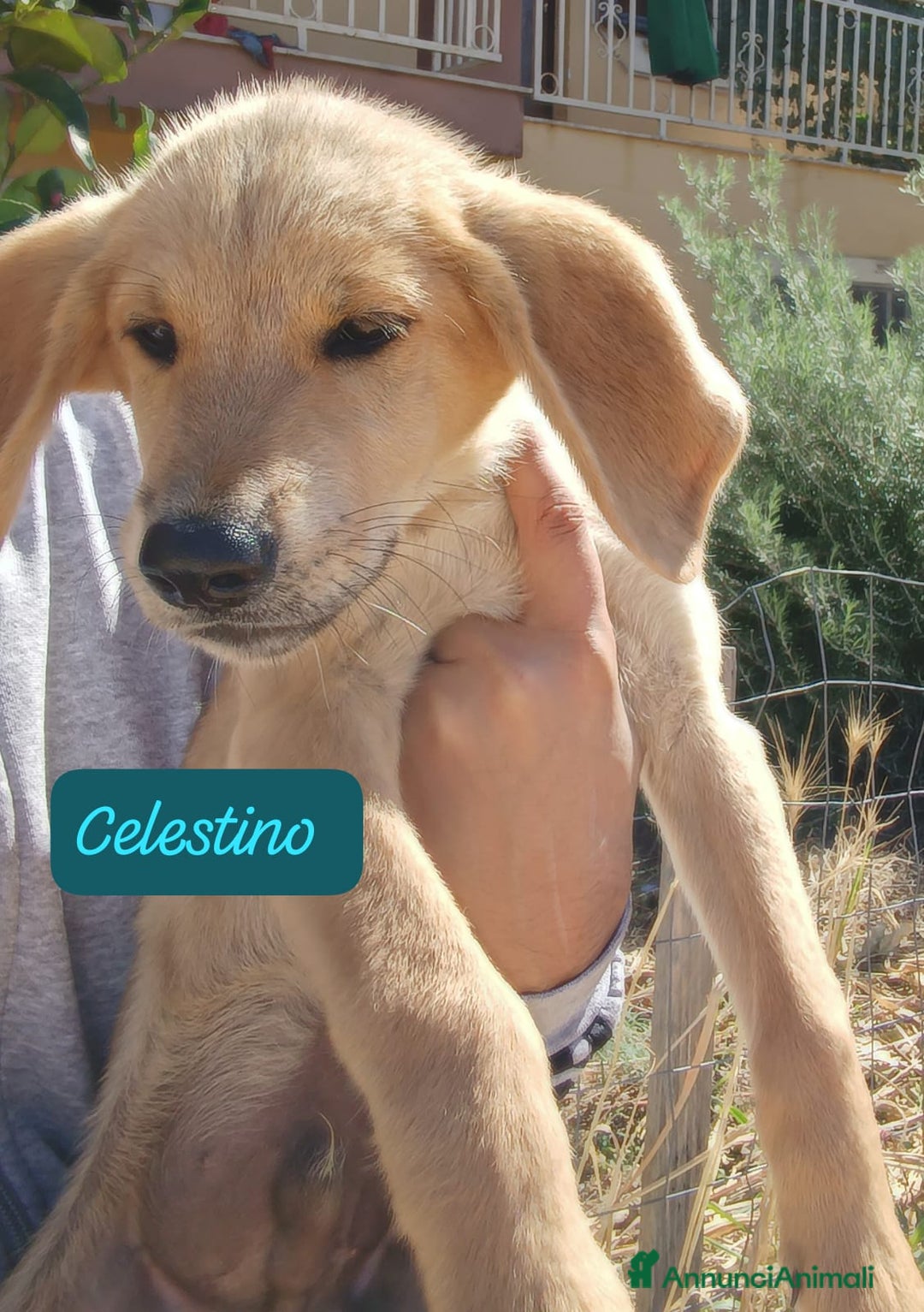 Meticcio cani in regalo: 5 cuccioli per 5 famiglie - Annuncio 4