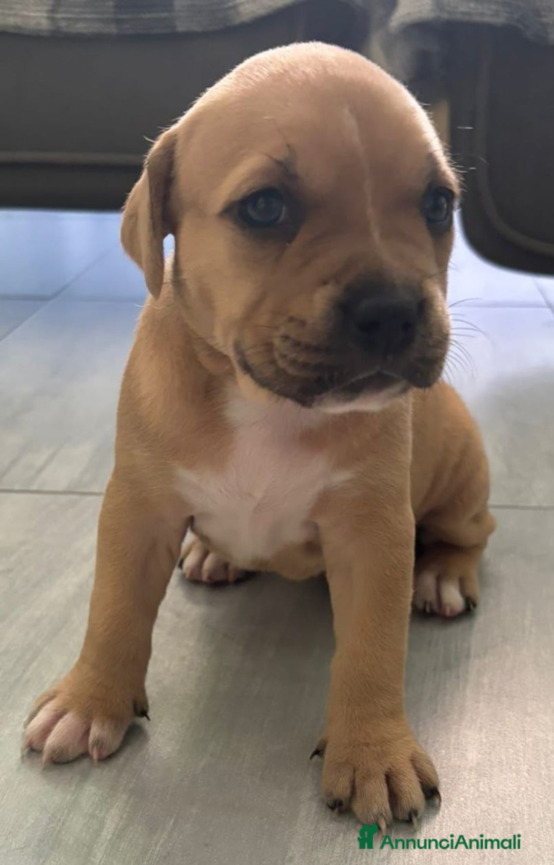 American Staffordshire cani in vendita: Cuccioli amstaff pitbull a Provincia del Verbano-Cusio-Ossola - Immagine 8