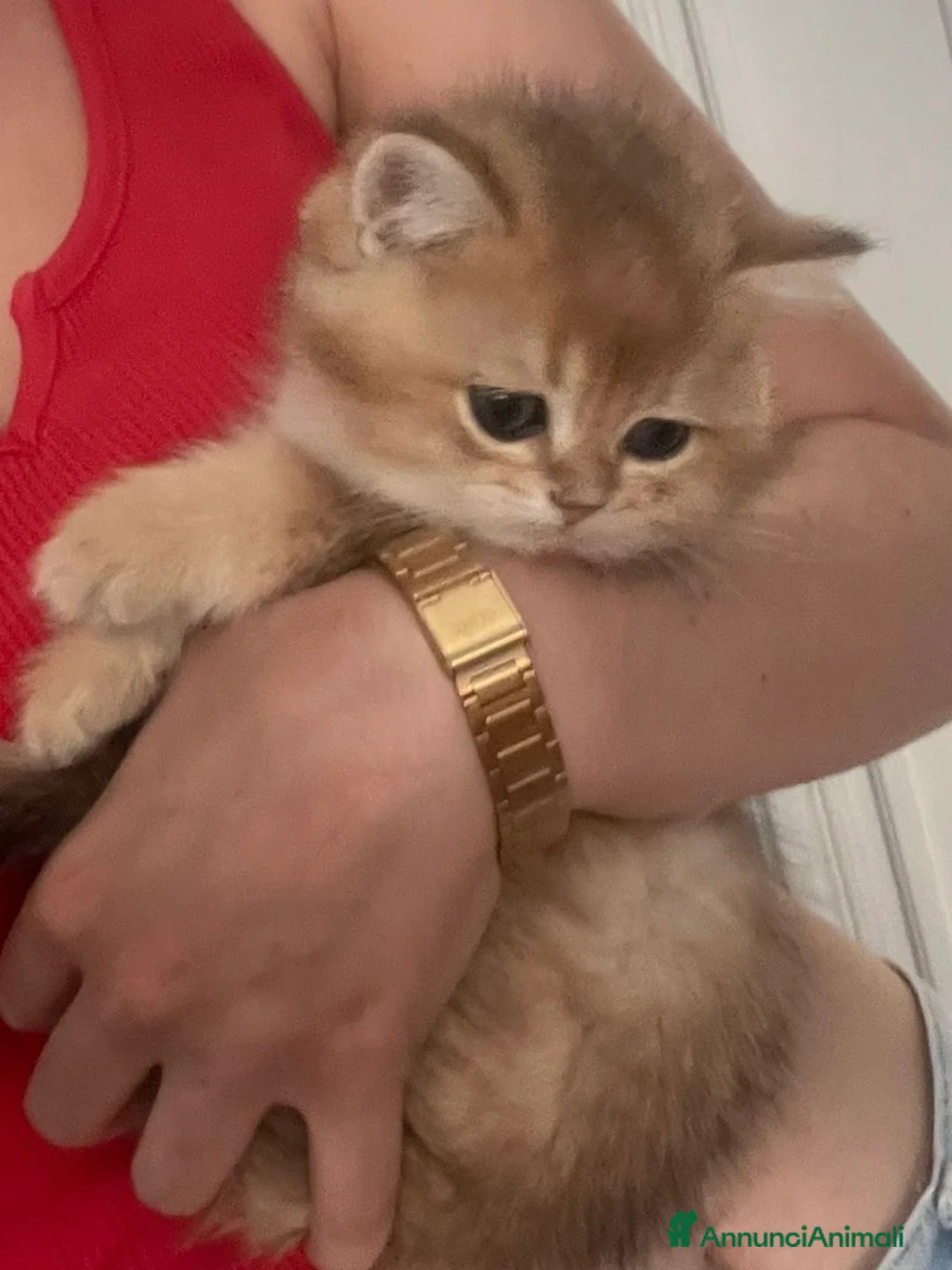 British gatti in vendita: British Golden  - Annuncio 2