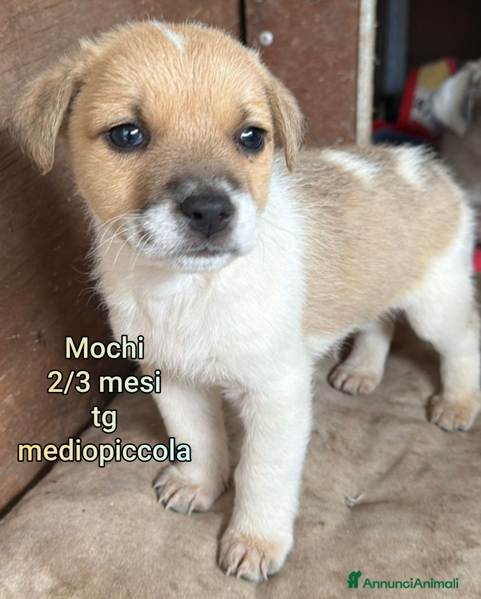 Meticcio cani SALVA UN CUCCIOLO! - Annuncio 1