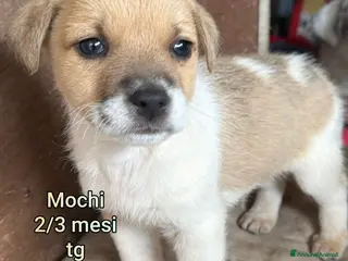 Meticcio cani SALVA UN CUCCIOLO! - Annuncio 1