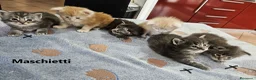 Maine Coon gatti in vendita: Cuccioli Maine Coon con pedigree - Annuncio 2
