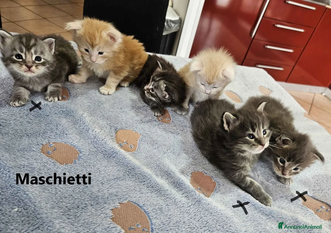 Maine Coon gatti in vendita: Cuccioli Maine Coon con pedigree - Annuncio 2