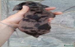 Bassotto cani in vendita: Cuccioli di bassotto a pelo corto  a Provincia di Vercelli - Immagine 2