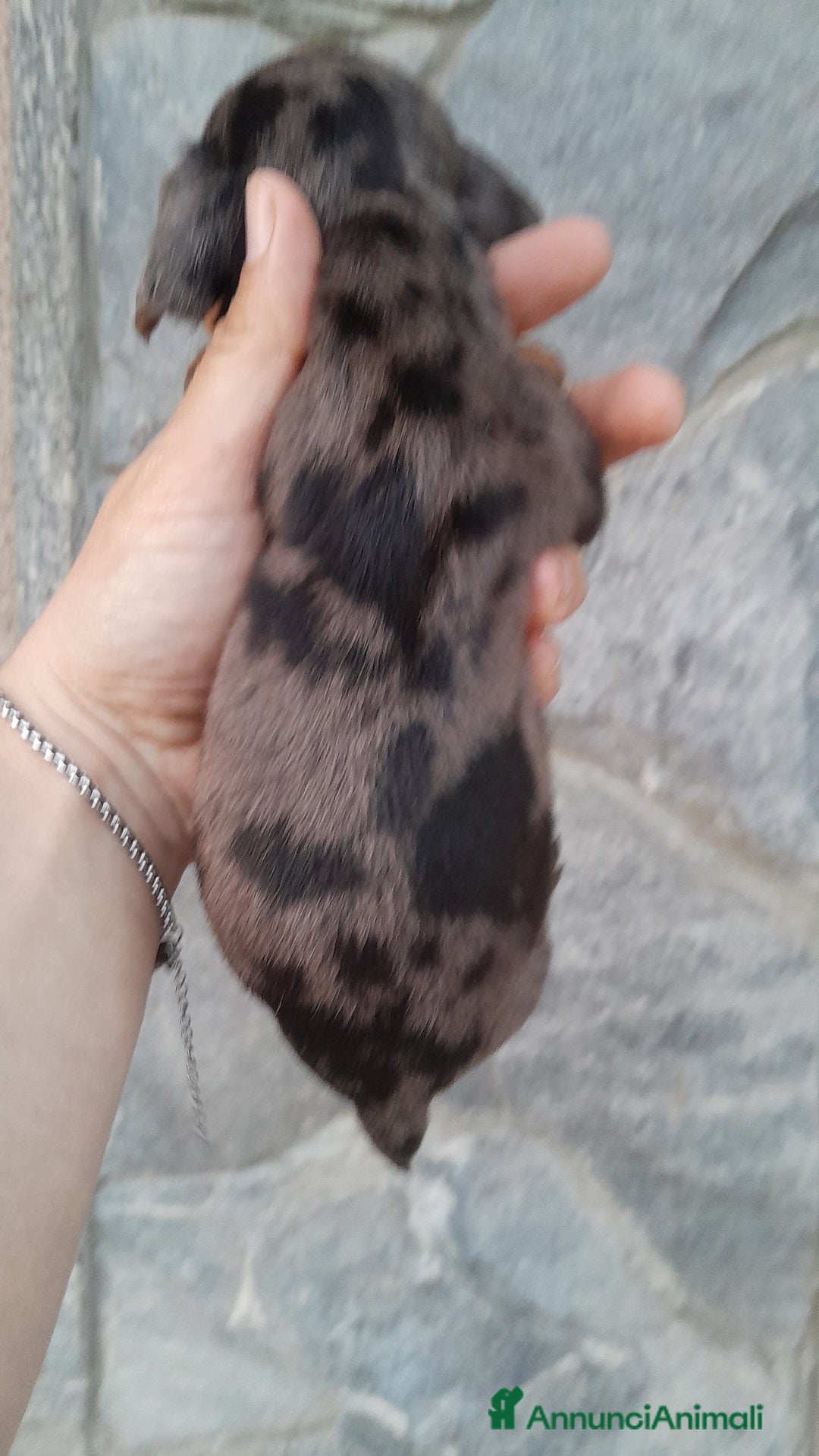 Bassotto cani in vendita: Cuccioli di bassotto a pelo corto  a Provincia di Vercelli - Annuncio 2