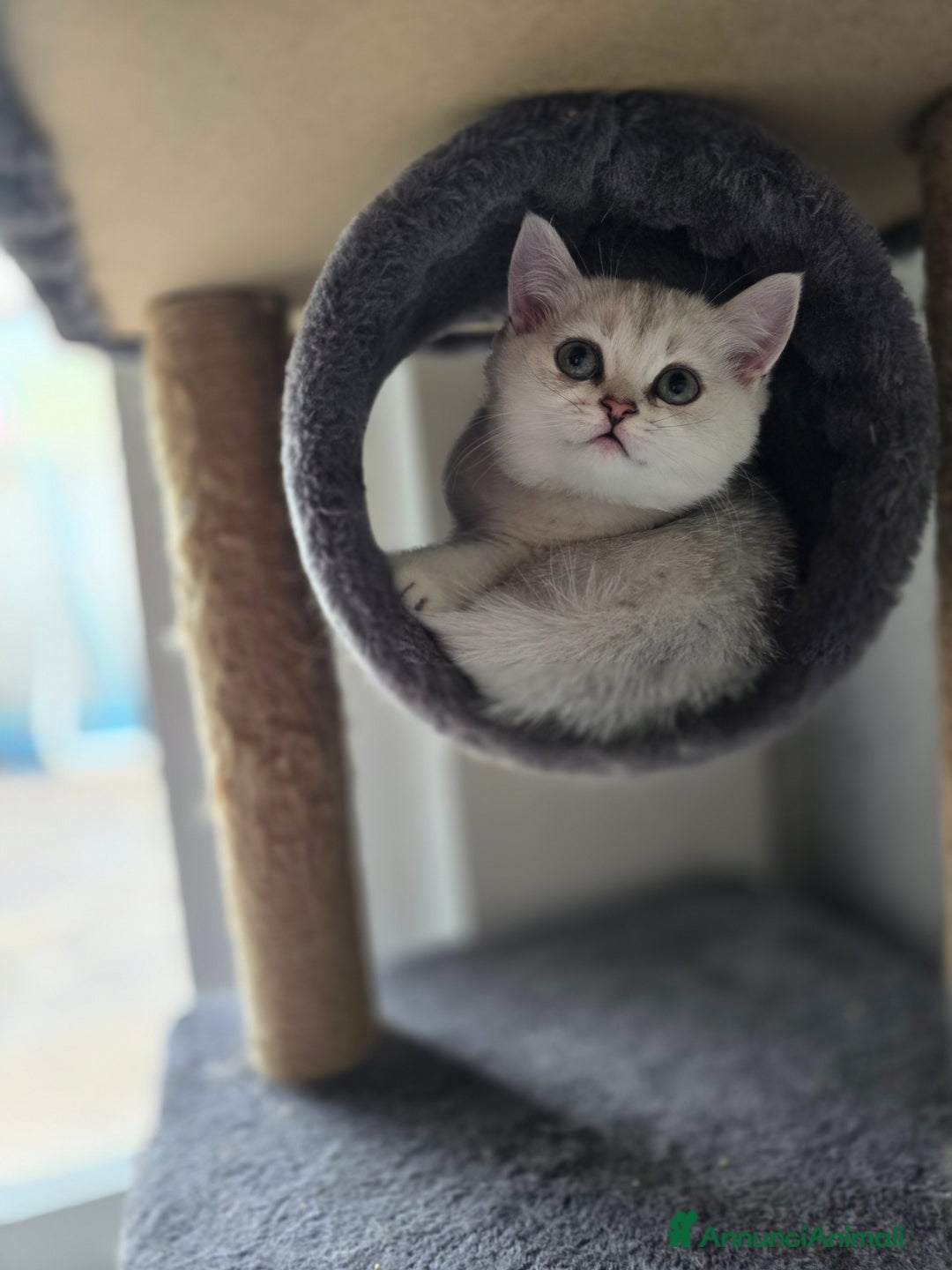 Scottish gatti in vendita: Dolcissimo scottish fold e straight  a Provincia di Brescia - Immagine 15