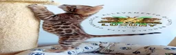 Bengala gatti in vendita: MASCHIO BROWN SPOTTED  G8 - Annuncio 3