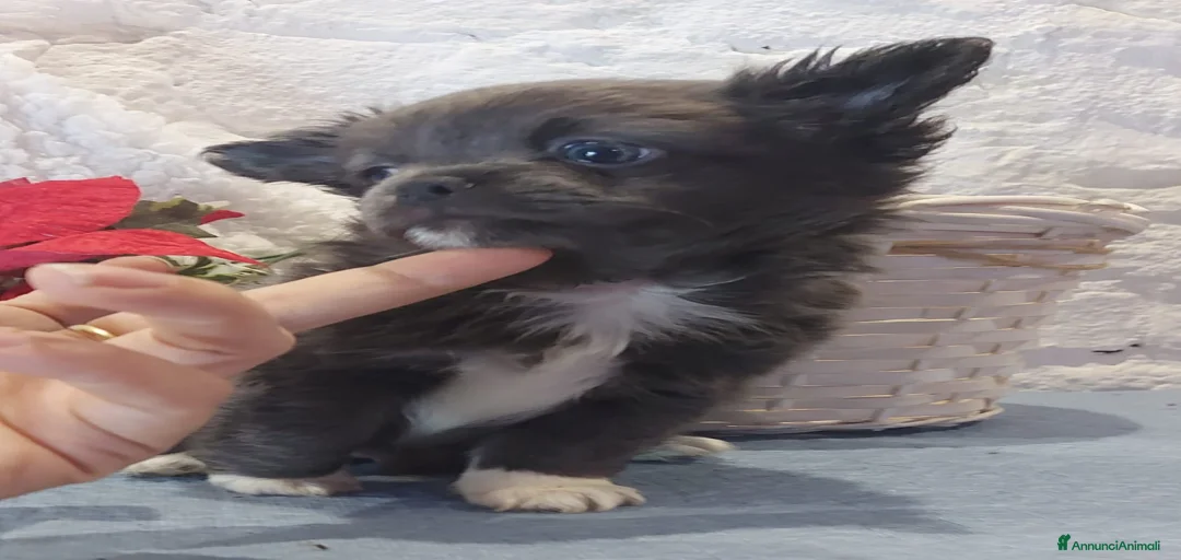 Immagine della galleria {{count}}