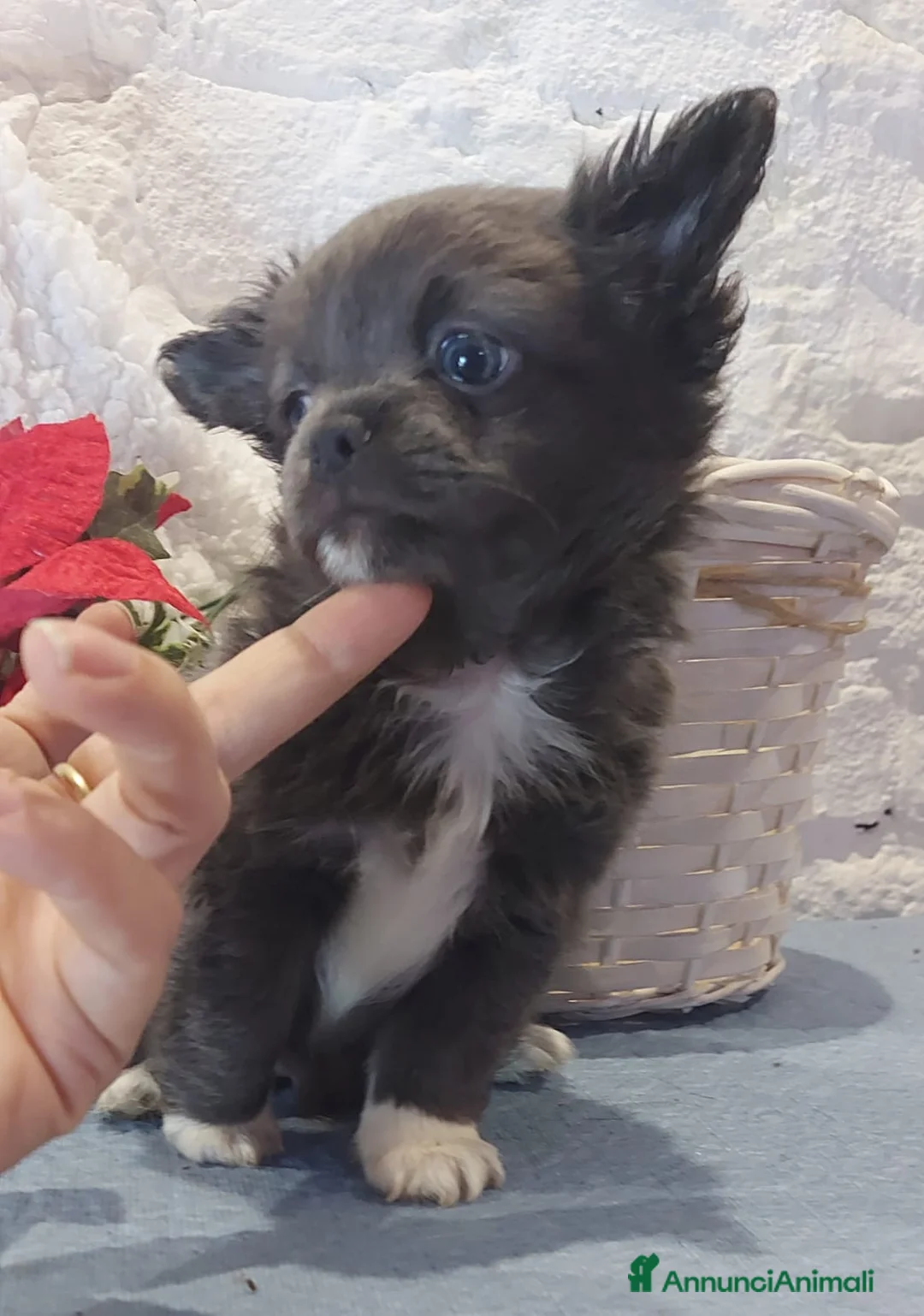 Immagine della galleria {{count}}