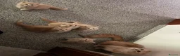 Norvegese gatti in vendita: Cuccioli norvegesi delle foreste  - Annuncio 2