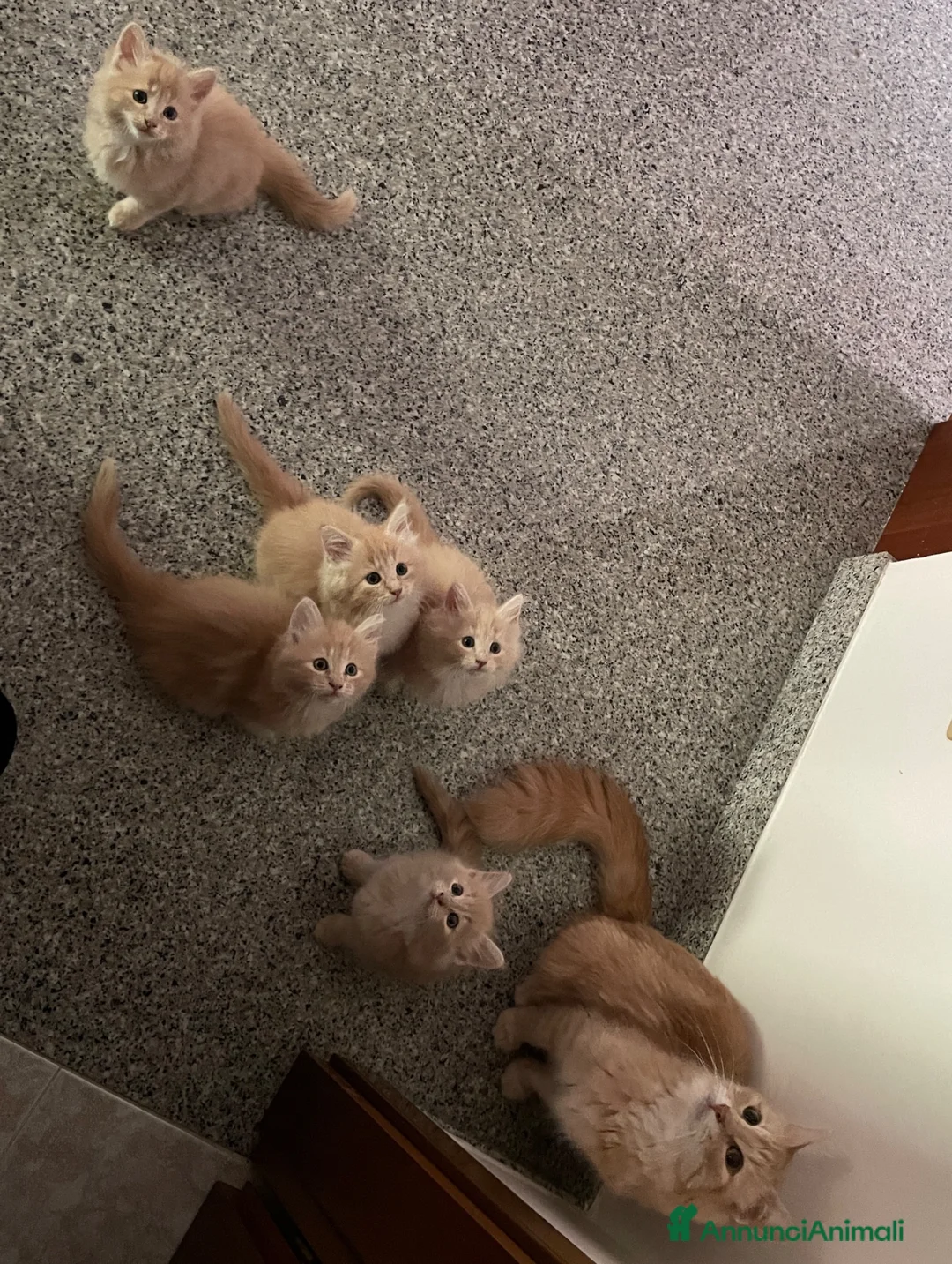 Norvegese gatti in vendita: Cuccioli norvegesi delle foreste  - Annuncio 2