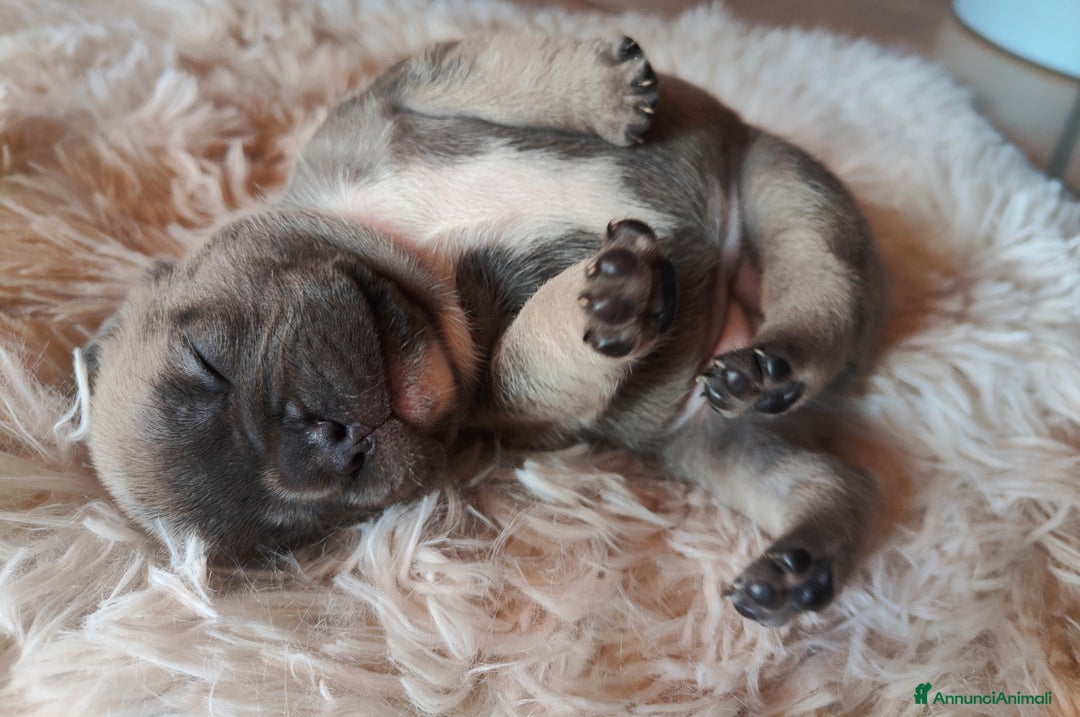 Bulldog Francese cani in vendita: Splendida Cucciolata Bulldog Francesi - Annuncio 4