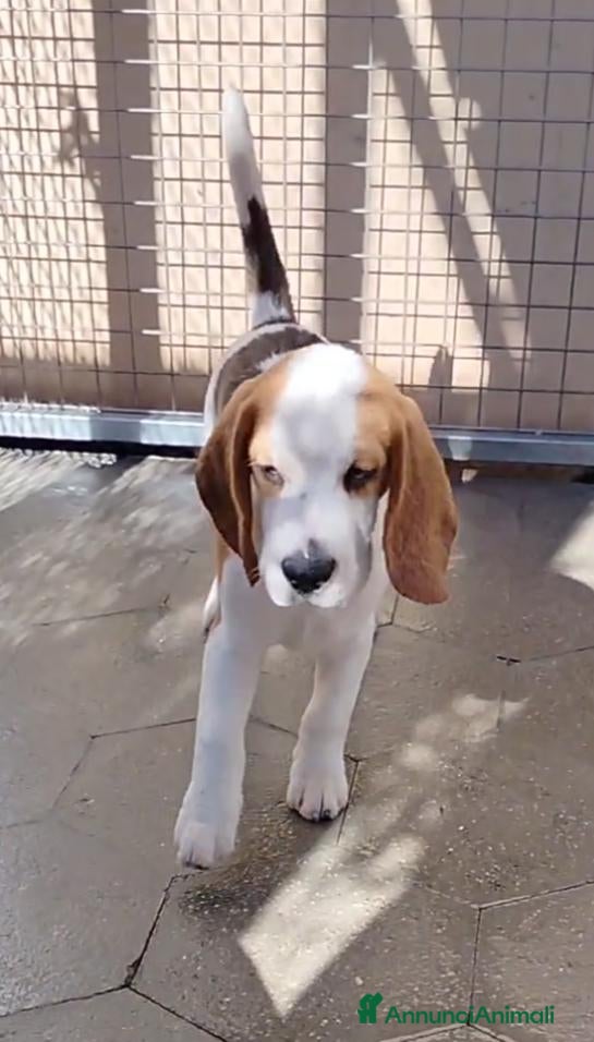 Beagle cani Cuccioli di beagle femmine  - Annuncio 3