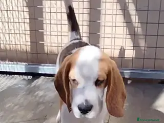 Beagle cani Cuccioli di beagle femmine - Annuncio 3