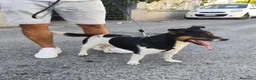 Meticcio cani in regalo: BOBBY mix jack Russell 3 anni - Annuncio 10