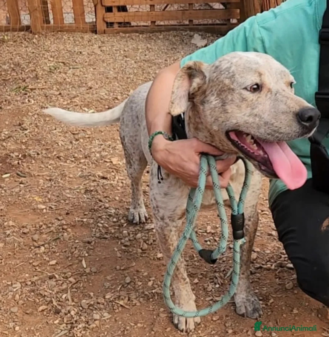 Meticcio cani in regalo: Molossino 2anni e 1/2 dal recinto al canile.CALABR - Annuncio 7